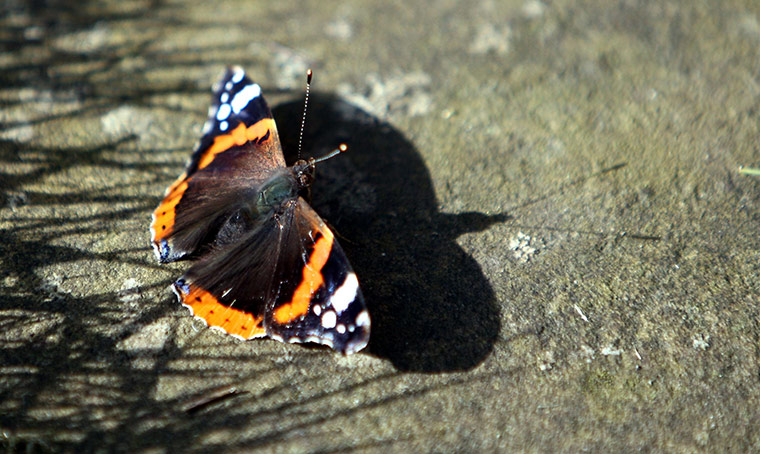 April Hot Weather: A red admiral basks in the sunshine in a garden