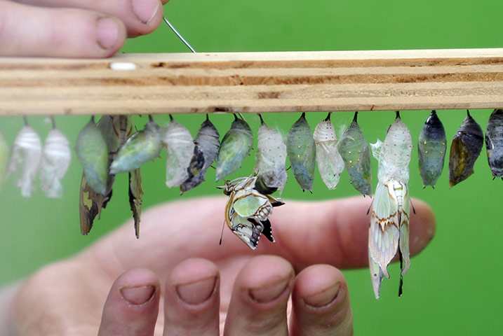 Sensational Butterflies: Tropical Butterflies Displayed At Natural History Museum Exhibition