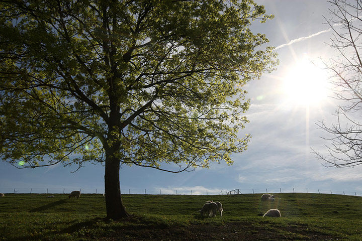 Spring weather: Lambs in the sunshine near Horton Village, Middlesex