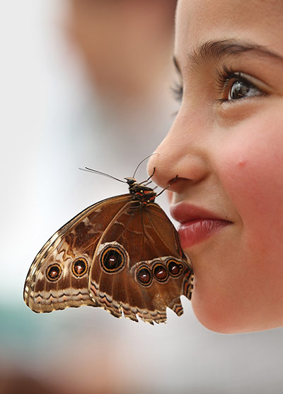 Sensational Butterflies: Sensational Butterflies exhibition at Natural History Museum