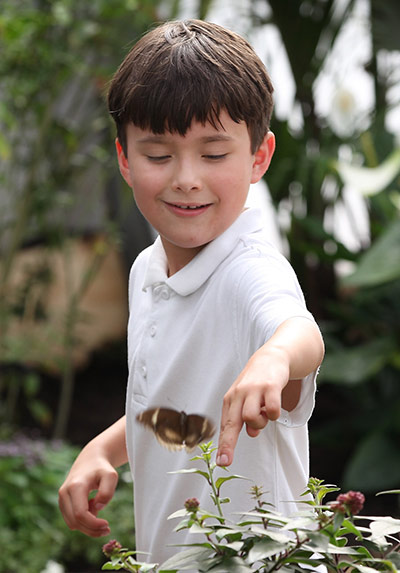 Sensational Butterflies: Sensational Butterflies exhibition at Natural History Museum