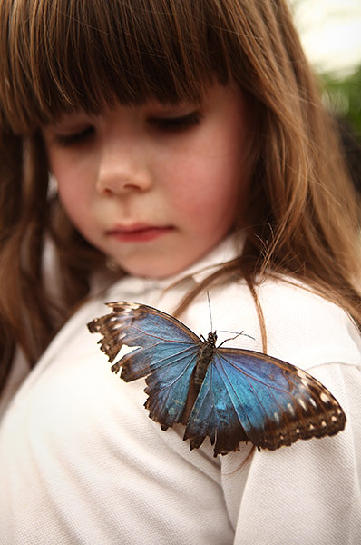 Sensational Butterflies: Sensational Butterflies exhibition at Natural History Museum