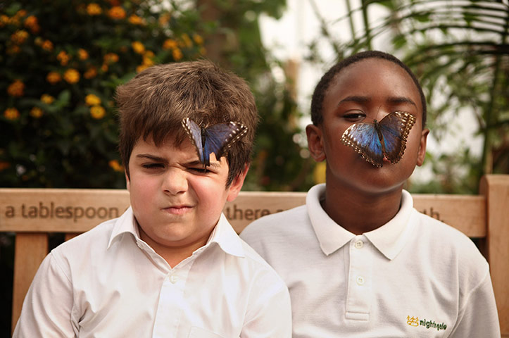 Sensational Butterflies: Sensational Butterflies exhibition at Natural History Museum