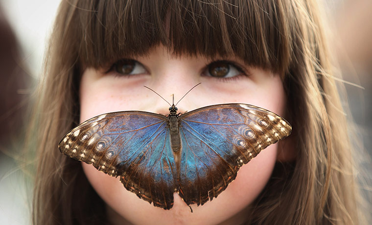 Sensational Butterflies: Sensational Butterflies exhibition at Natural History Museum