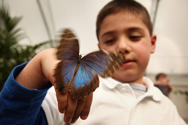 Sensational Butterflies: Sensational Butterflies exhibition at Natural History Museum