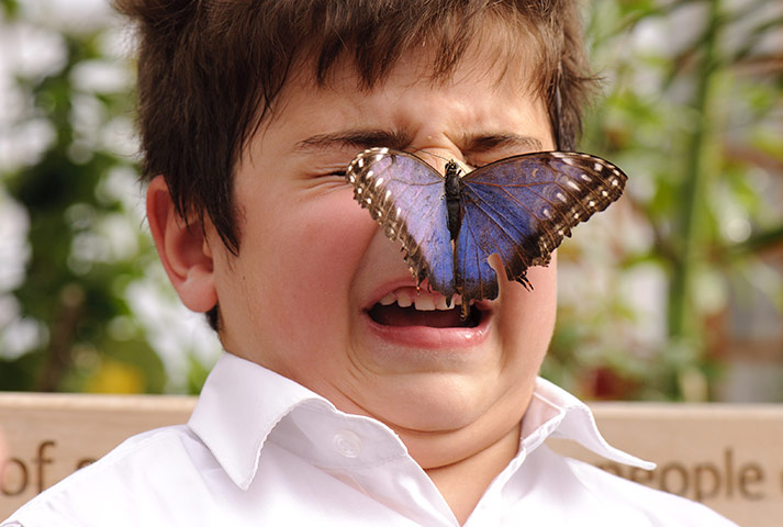 Sensational Butterflies: Sensational Butterflies exhibition at Natural History Museum