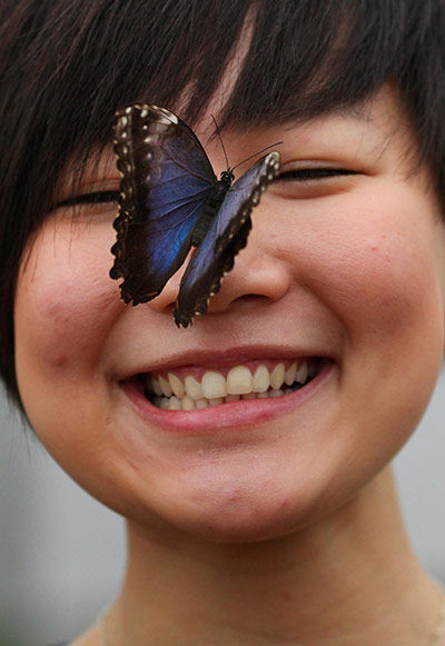 Sensational Butterflies: Sensational Butterflies exhibition at Natural History Museum