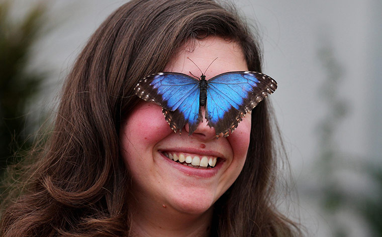 Sensational Butterflies: Sensational Butterflies exhibition at Natural History Museum