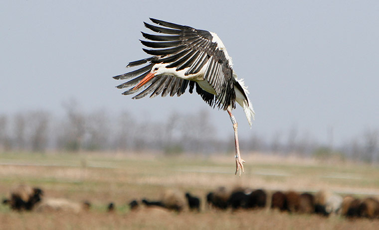 24 hours in pictures: A stork flies after it was set free on the great Hungarian plains