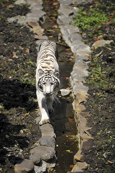 24 hours in pictures: A white tiger is pictured at the zoo in Cali, Columbia