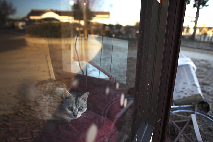 24 hours in pictures: A cat sits inside a house in the nuclear exclusion zone, Fukushima