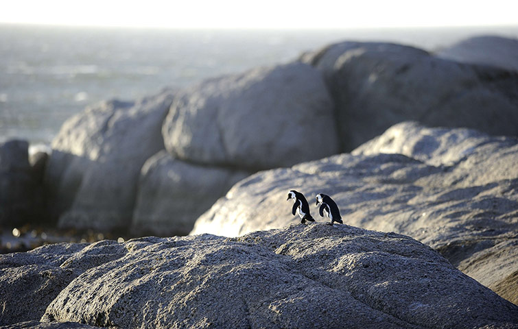 week in wildlife: African penguins