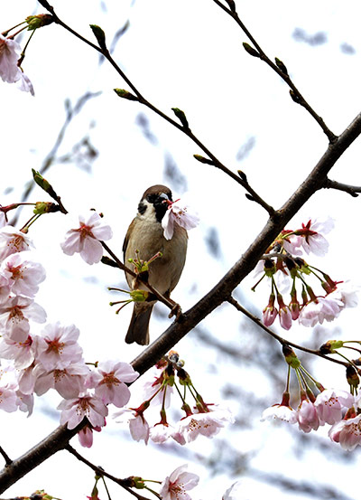 week in wildlife: A sparrow sits on a branch of a fully 