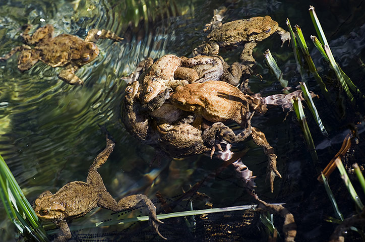 week in wildlife: Common toads