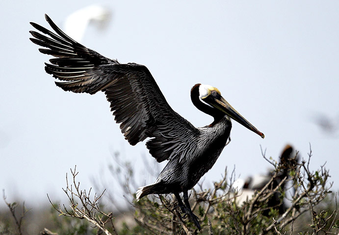 week in wildlife: A healthy Brown Pelican spreads its wings at Cat Island Louisiana
