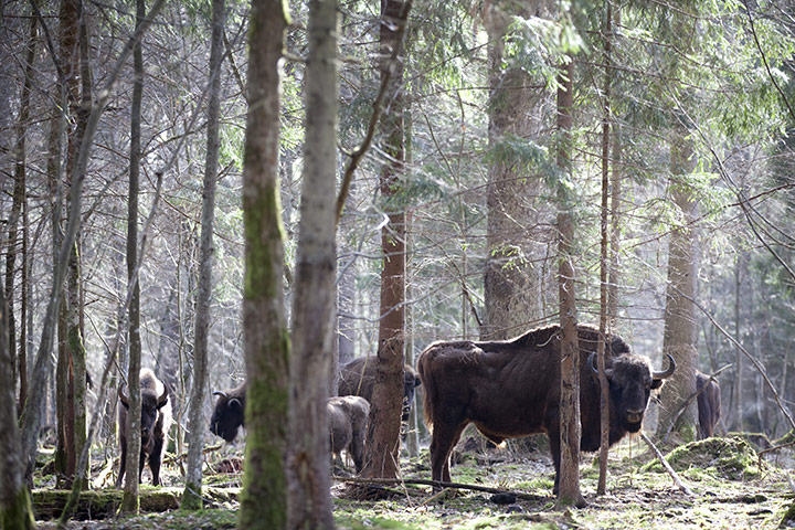week in wildlife: A herd of wild bison in the Bialowieza forest in Poland