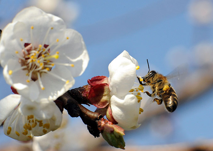 week in wildlife: A honey-bee collects nectar from apricot blossom
