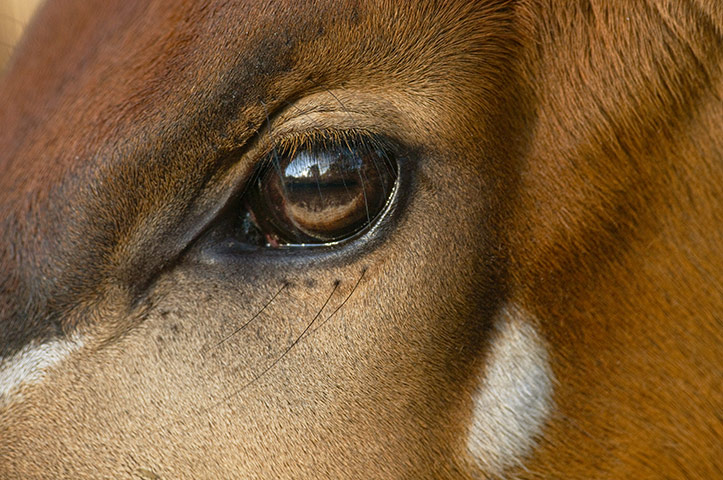 week in wildlife: Eye of a Bongo antelope at White Oak Conservation Center