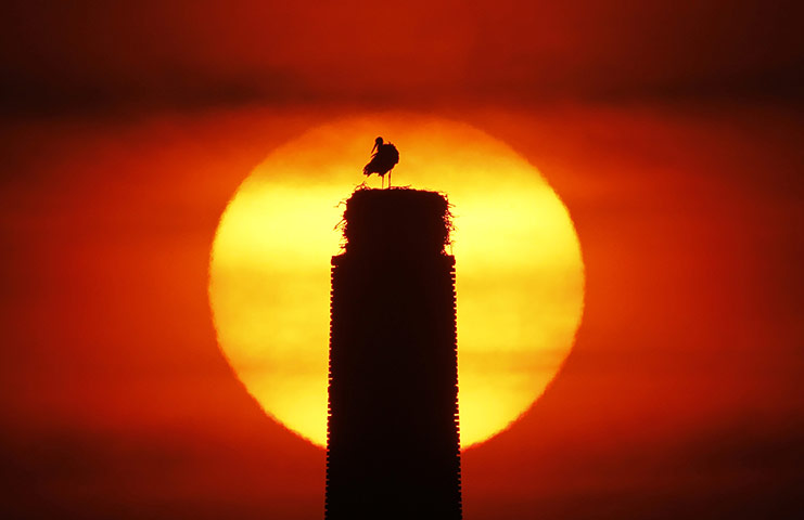 week in wildlife: A male stork prepares the nest on the chimney of an old distillery 