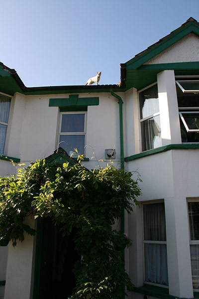 Vantage Point: A cat on a house roof