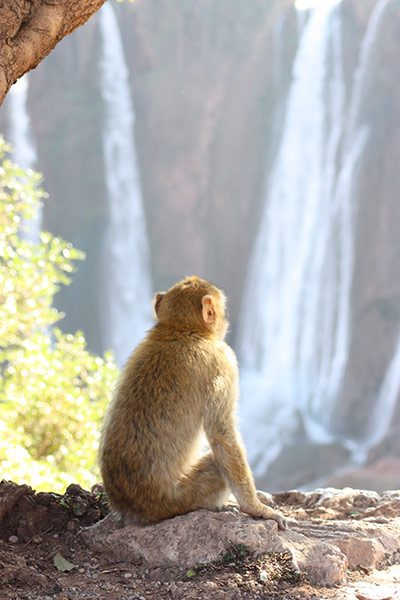 Vantage Point: A monkey at Cascade D'ouzoud in Morocco