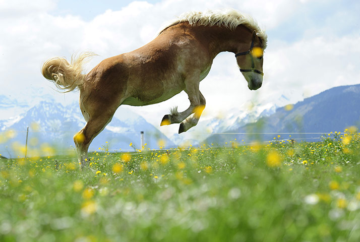 24 hours: Saalfelden, Austria: A horse jumps in a meadow