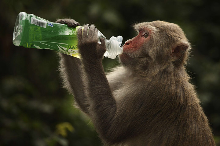 24 hours: Hong Kong, China: A rhesus macaque monkey drinks from a bottle