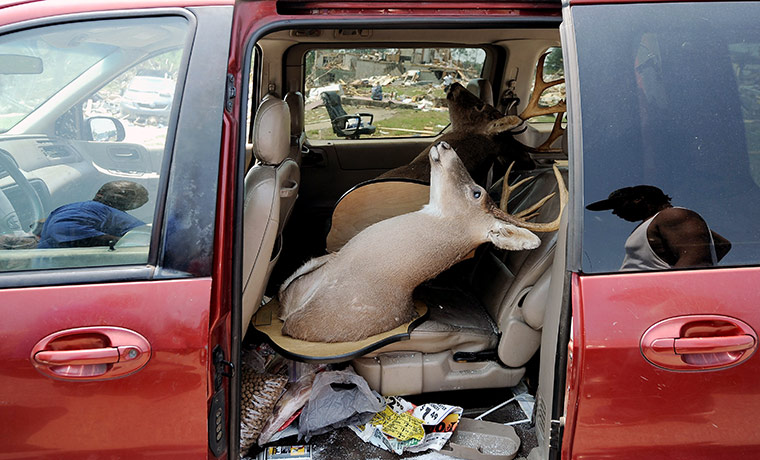 24 hours: Birmingham, Alabama, USA: Stuffed deer heads loaded into a car 