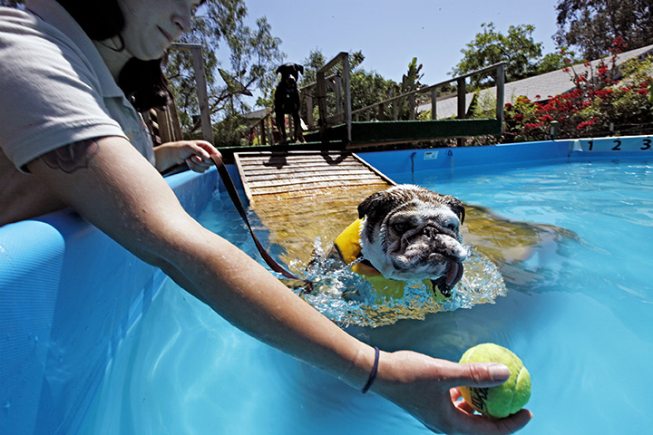 24 hours : Los Angeles, California, USA: An obedience trainer eases a dog into a pool