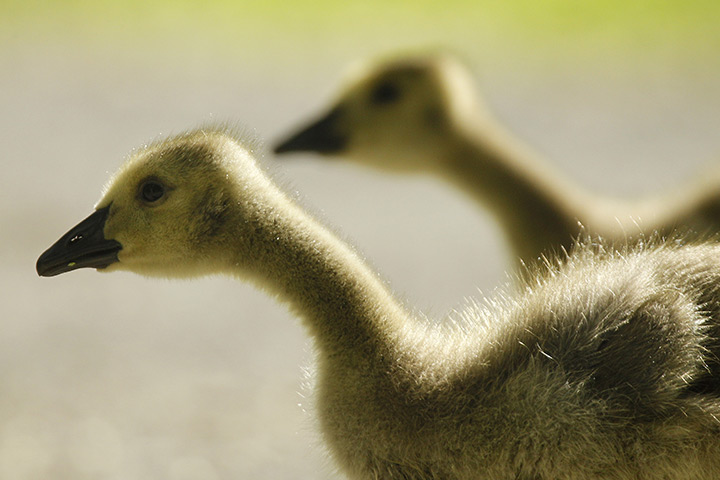 24 hours : Philadelphia, Pennsylvania, USA: A pair of Canada geese goslings walk 