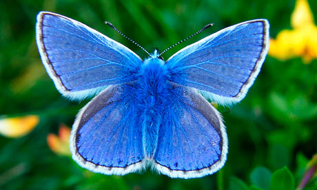 National Trust butterfly competition 