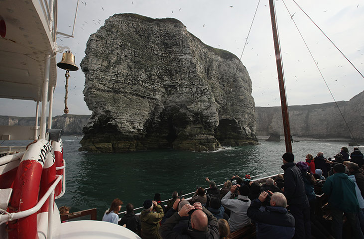 Gannet Colony: at the RSPB's Bempton Cliffs 