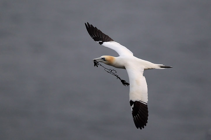 Gannet Colony: at the RSPB's Bempton Cliffs 