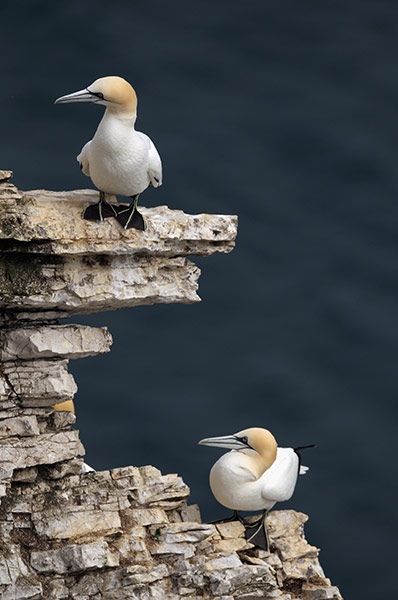 Gannet Colony: at the RSPB's Bempton Cliffs 