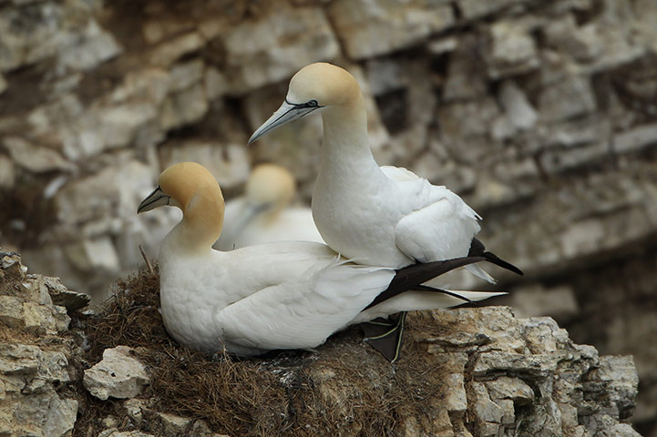 Gannet Colony: at the RSPB's Bempton Cliffs 