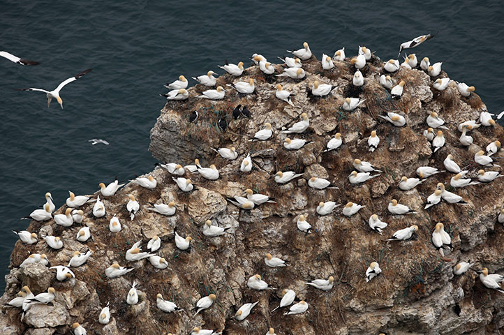 Gannet Colony: at the RSPB's Bempton Cliffs 