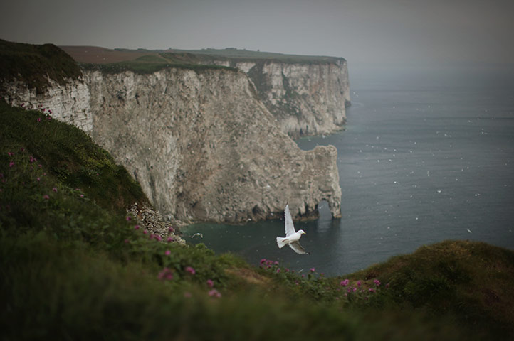 Gannet Colony: at the RSPB's Bempton Cliffs 