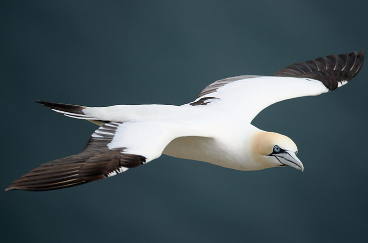 Gannet Colony: at the RSPB's Bempton Cliffs 