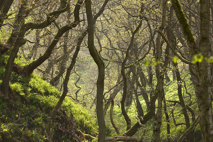 Week In wildlife: Woodhall Dean