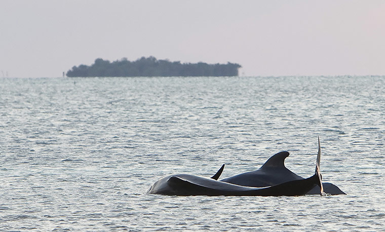 Week In wildlife: Two stranded pilot whales struggle in shallow waters near Cudjoe Key