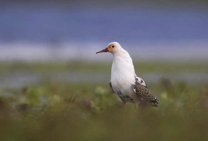 Week In wildlife: Ruff is seen on a bank of Pripyat river near the town of Turov