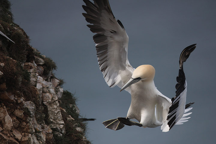 Week In wildlife: Gannets At Bempton Cliffs, England's Only Mainland Gannet Colony