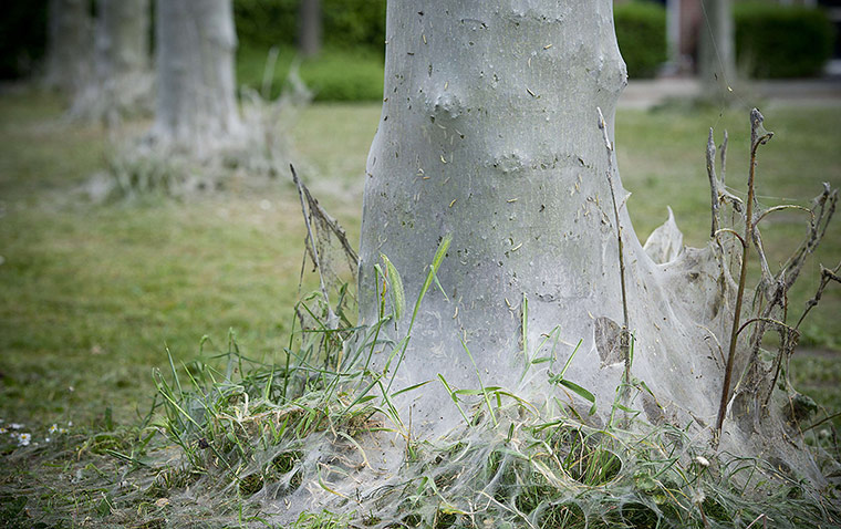 Week In wildlife: Oak Processionary caterpillars