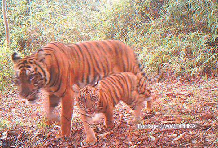 Week In wildlife: Sumatran tiger with cub
