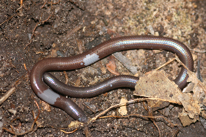 Week In wildlife: blind and legless lizard discovered in Cambodia