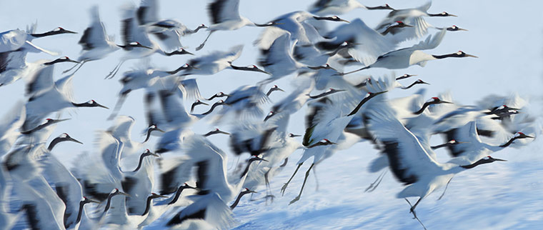 Disappearing world: Japanese cranes in flight during winter.