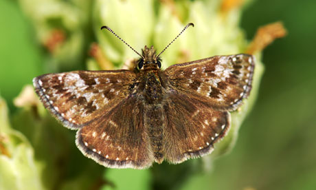 Skipper Butterfly