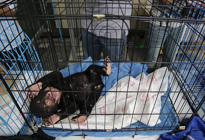 Bangkok Animals: A three-month old Malayan sun bear