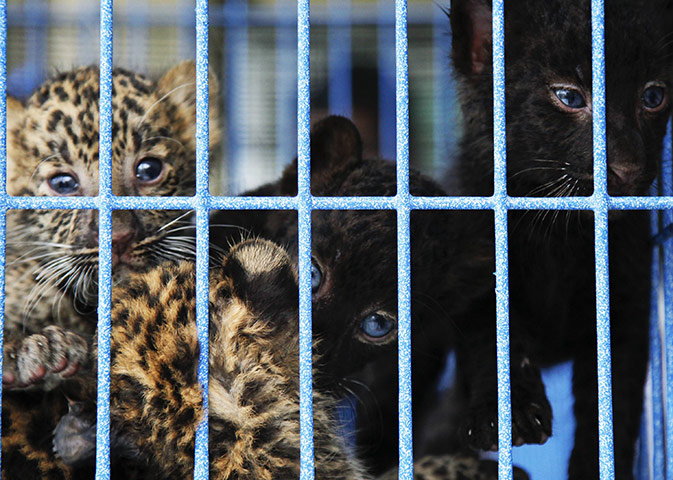 Des bébés animaux trouvés dans des bagages à Bangkok
