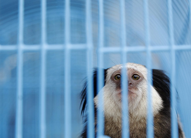 Bangkok Animals: A black-tufted marmoset looks from inside a cage